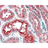 Immunohistochemistry (4μg/ml) staining of paraffin embedded Human Kidney. Steamed antigen retrieval with citrate buffer pH 6, AP-staining.