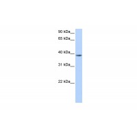 Antibody used in WB on Human HepG2 at 0.2-1 ug/ml.