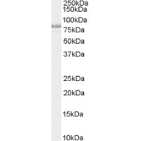 Western Blot (0.01μg/ml) staining of Rat Brain lysate (35μg protein in RIPA buffer). Primary incubation was 1 hour. Detected by chemiluminescence.