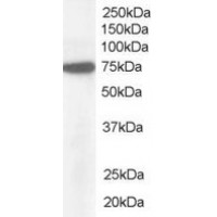 Western Blot (1μg/ml) staining of Hela lysate (35μg protein in RIPA buffer). Primary incubation was 1 hour. Detected by chemiluminescence.