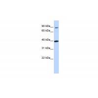 Antibody used in WB on Human 721_B at 0.2-1 ug/ml.