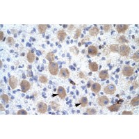 Antibody used in IHC on Human Brain at 4.0-8.0 ug/ml.