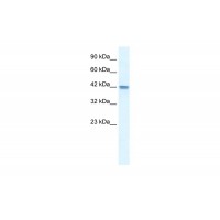 Antibody used in WB on Human HepG2 at 0.2-1 ug/ml.