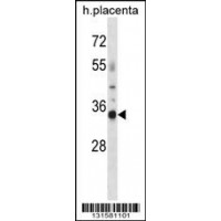 Western blot analysis in human placenta tissue lysates (35ug/lane).