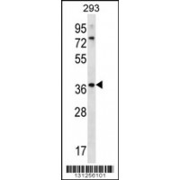 Western blot analysis in 293 cell line lysates (35ug/lane).