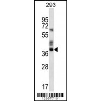 Western blot analysis in 293 cell line lysates (35ug/lane).