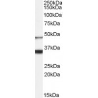 Western Blot (0.1μg/ml) staining of Human Brain lysate (35μg protein in RIPA buffer). Primary incubation was 1 hour. Detected by chemiluminescence.