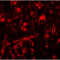 Immunofluorescence of ORMDL1 in mouse brain tissue with ORMDL1 antibody at 20 μg/mL.