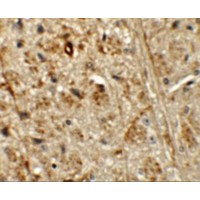 Immunohistochemistry of ORMDL1 in mouse brain tissue with ORMDL1 antibody at 5 μg/mL.