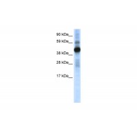 Antibody used in WB on Mouse SP2/0 at 0.2-1 ug/ml.
