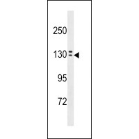 Western blot analysis in A549 cell line lysates (35ug/lane).