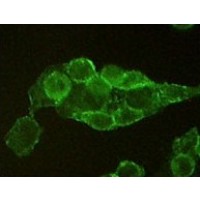 Immunofluorescence analysis of methanol - fixed L - 02 cells using P11 monoclonal antiobdy showing cytoplasmic and membrane localization (top). Flow cytometic analysis of L - 02 cells using monoclonal antibody to human P11 (bottom).
