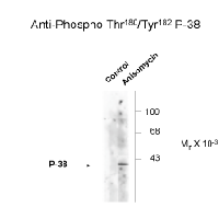 Western blot of Hela cell lysates that had been treated with +/- UV(30 min.) showing phosphospecific immunolabeling of the ~39k p38 MAPK protein phosphorylated at Thr180 and Tyr182.