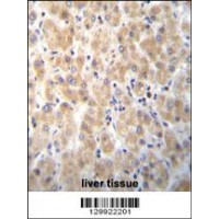 PABPN1L Antibody immunohistochemistry analysis in formalin fixed and paraffin embedded human liver tissue followed by peroxidase conjugation of the secondary antibody and DAB staining.