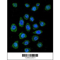 Confocal immunofluorescent analysis of PABPN1L Antibody with A549 cell followed by Alexa Fluor 488-conjugated goat anti-rabbit lgG (green). DAPI was used to stain the cell nuclear (blue).
