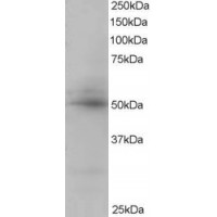 Western Blot staining (0.5μg/ml) of Human Placenta lysate (RIPA buffer, 35μg total protein per lane). Primary incubated for 1 hour. Detected by western blot using chemiluminescence.
