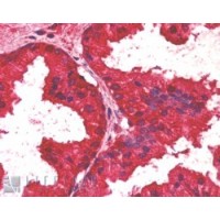 Immunohistochemistry (2.5μg/ml) staining of paraffin embedded Human Prostate. Steamed antigen retrieval with citrate buffer pH 6, AP-staining.
