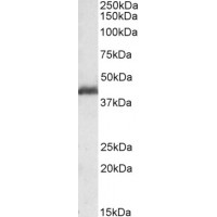Western Blot (0.1μg/ml) staining of Rat Ovary lysate (35μg protein in RIPA buffer). Primary incubation was 1 hour. Detected by chemiluminescence.