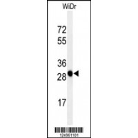 Western blot analysis of PAQR3 Antibody in WiDr cell line lysates (35ug/lane)