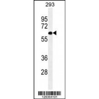 Western blot analysis in 293 cell line lysates (35ug/lane).