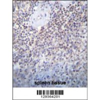 PATL2 Antibody immunohistochemistry analysis in formalin fixed and paraffin embedded human spleen tissue followed by peroxidase conjugation of the secondary antibody and DAB staining.