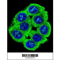 Confocal immunofluorescent analysis of PATL2 Antibody with 293 cell followed by Alexa Fluor 488-conjugated goat anti-rabbit lgG (green). DAPI was used to stain the cell nuclear (blue).