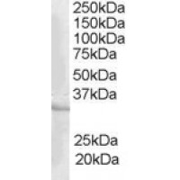 Western Blot staining (1μg/ml) of human heart lysate (RIPA buffer, 35μg total protein per lane). Primary incubated for 1 hour. Detected by western blot using chemiluminescence.