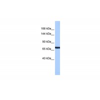 Antibody used in WB on Human HepG2 at 0.2-1 ug/ml.