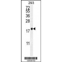 Western blot analysis in 293 cell line lysates (35ug/lane).
