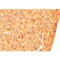 Immunohistochemistry (2μg/ml) staining of paraffin embedded Mouse Embryo Liver. Steamed antigen retrieval with citrate buffer pH 6, HRP-staining.