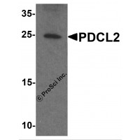 Western blot analysis of PDCL2 in rat liver tissue lysate with PDCL2 antibody at 1 μg/ml.