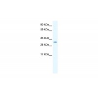 Antibody used in WB on Mouse NIH-3T3 at 0.625 ug/ml.