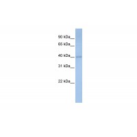 Antibody used in WB on Human Heart at 0.2-1 ug/ml.