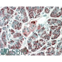 Immunohistochemistry (5μg/ml) staining of paraffin embedded Human Pancreas. Microwaved antigen retrieval with Tris/EDTA buffer pH9, HRP-staining.