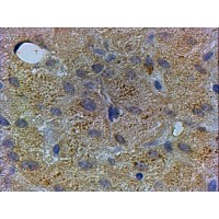 Immunohistochemistry (xμg/ml) staining of paraffin embedded Human Liver. Steamed antigen retrieval with citrate buffer pH 6, HRP-staining.
