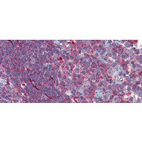 Antibody used in IHC on Human Tonsil at 5.0 ug/ml.