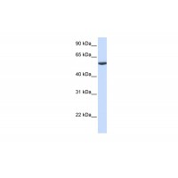 Antibody used in WB on Human Lung at 0.2-1 ug/ml.