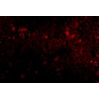 Immunofluorescence of PIGY in human spleen tissue with PIGY1 antibody at 20 μg/mL.