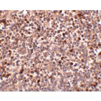 Immunohistochemistry of PIGY in human spleen tissue with PIGY antibody at 2.5 μg/mL.