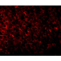 Immunofluorescence of PIGY in human spleen tissue with PIGY1 antibody at 20 μg/mL.