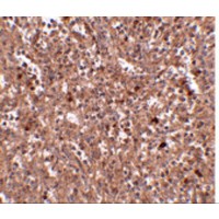 Immunohistochemistry of PIG-Y in human spleen tissue with PIG-Y antibody at 2.5 μg/mL.