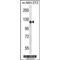 Western blot analysis of PIGN Antibody in mouse NIH-3T3 cell line lysates (35ug/lane)