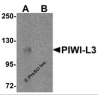 Western blot analysis of PIWI-L3 in 3T3 cell lysate with PIWI-L3 antibody at 1 μg/mL in (A) the absence and (B) the presence of blocking peptide.