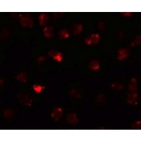 Immunofluorescence of PIWI-L3 in 3T3 cells with PIWI-L3 antibody at 20 μg/mL.