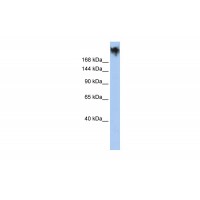 Antibody used in WB on Human HepG2 at 0.2-1 ug/ml.