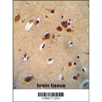 PKHG1 Antibody immunohistochemistry analysis in formalin fixed and paraffin embedded human brain tissue followed by peroxidase conjugation of the secondary antibody and DAB staining.