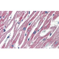 Antibody used in IHC on Human Heart.