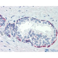 Antibody used in IHC on Human Prostate.