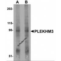 Western blot analysis of PLEKHM3 in mouse skeletal muscle tissue lysate with PLEKHM3 antibody at (A) 1 and (B) 2 μg/mL.