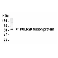 Western blot detection of POLR2K antibody.